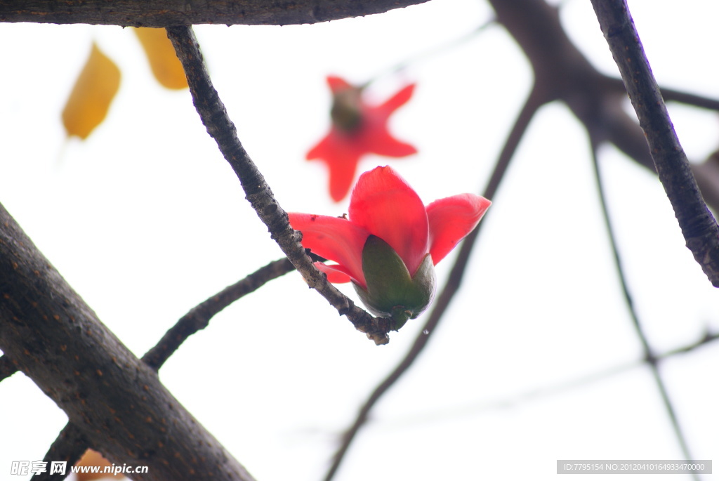 木棉花