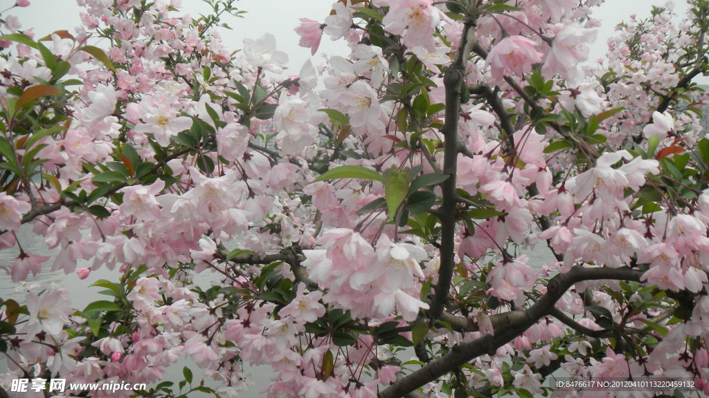 樱花