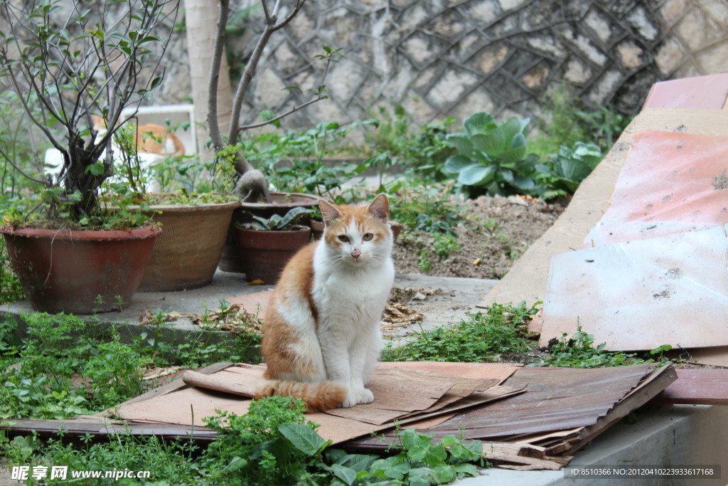 慵懒的猫