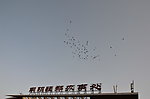 鸽群