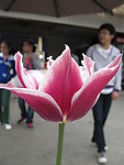 郁金香