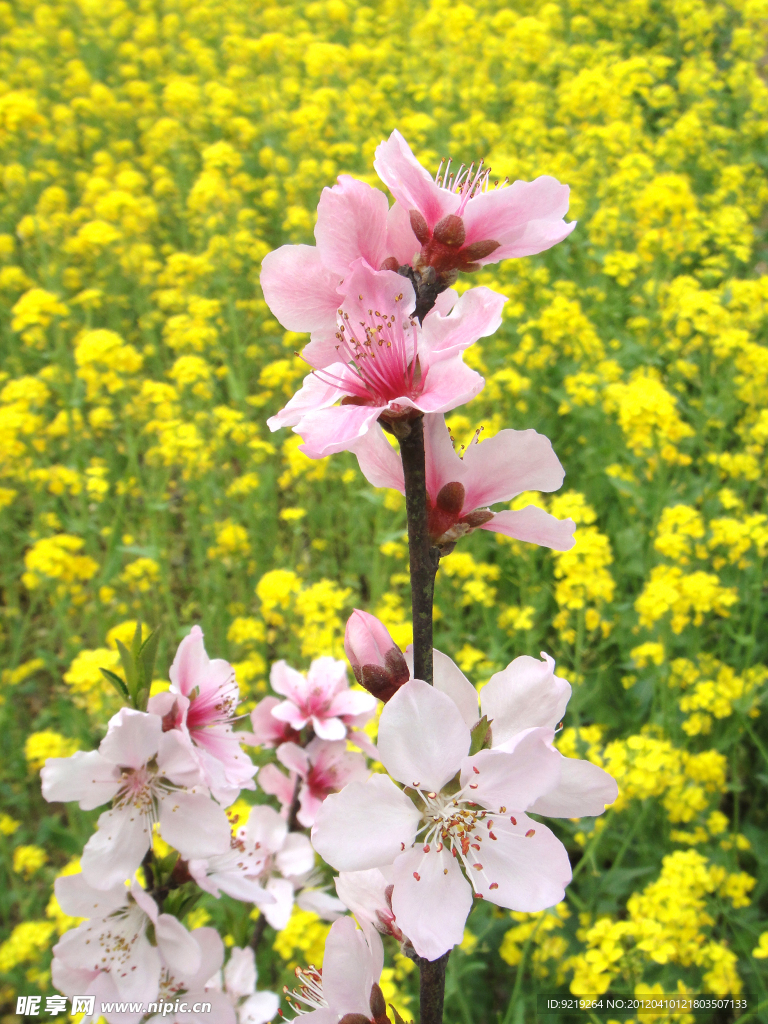 桃花