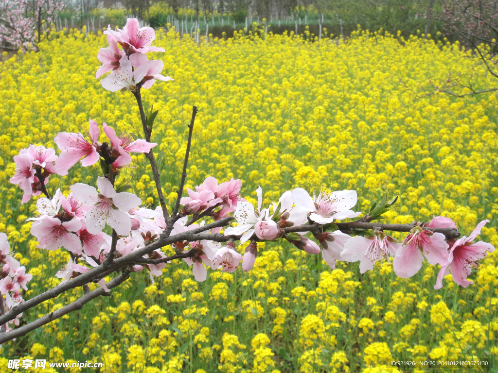 桃花