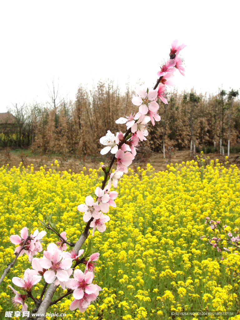 桃花