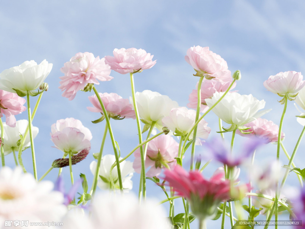 山花 野花