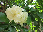 石榴花