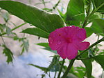紫茉莉
