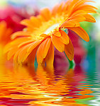 水中鲜花