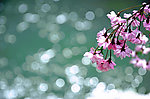樱花图片