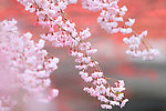 樱花图片
