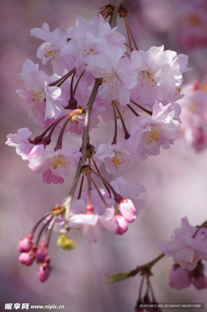 樱花