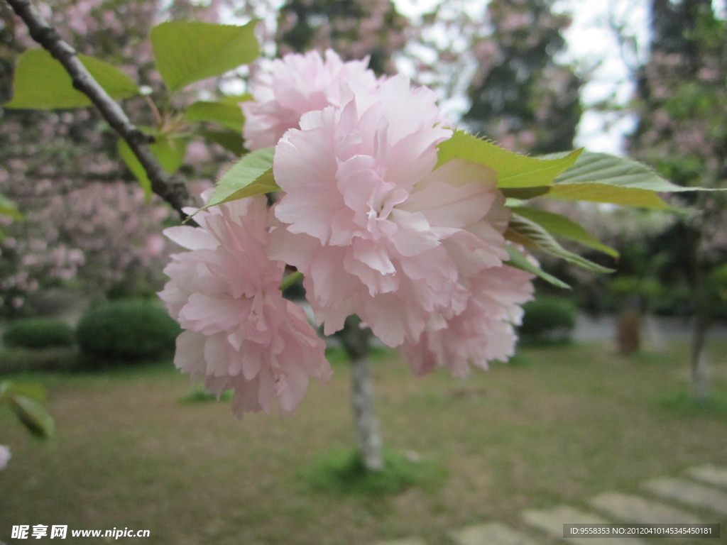 烂漫樱花
