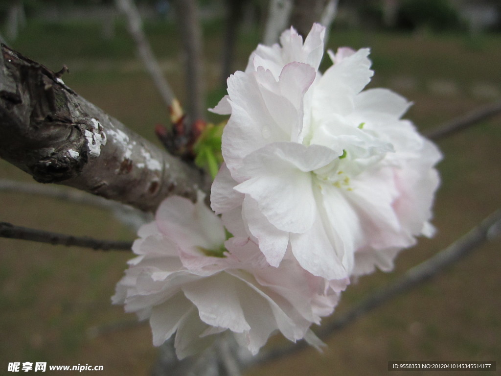 烂漫樱花