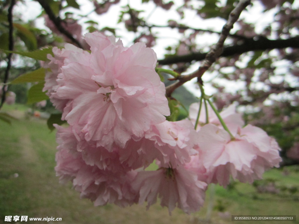 烂漫樱花
