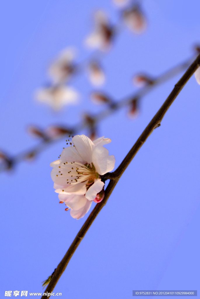 山桃 花一朵