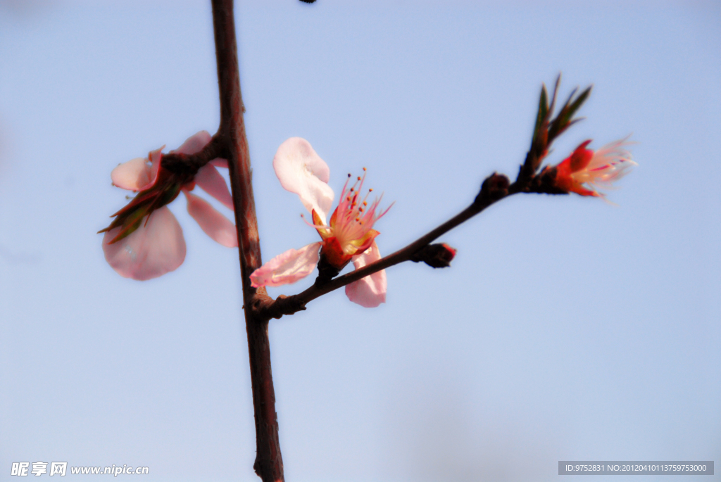 山桃花落