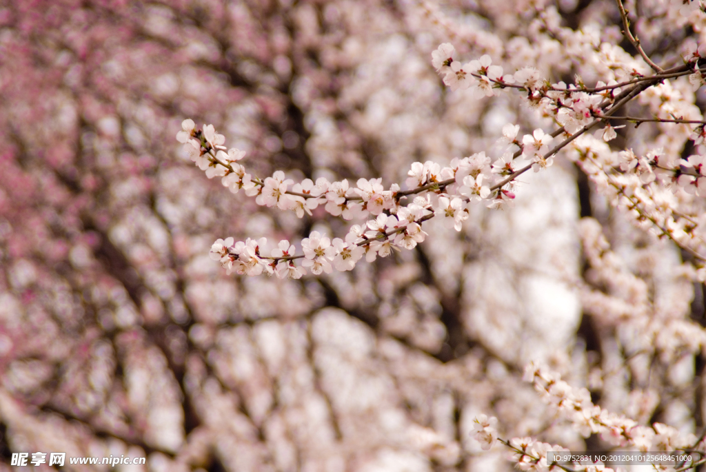 樱花枝头俏