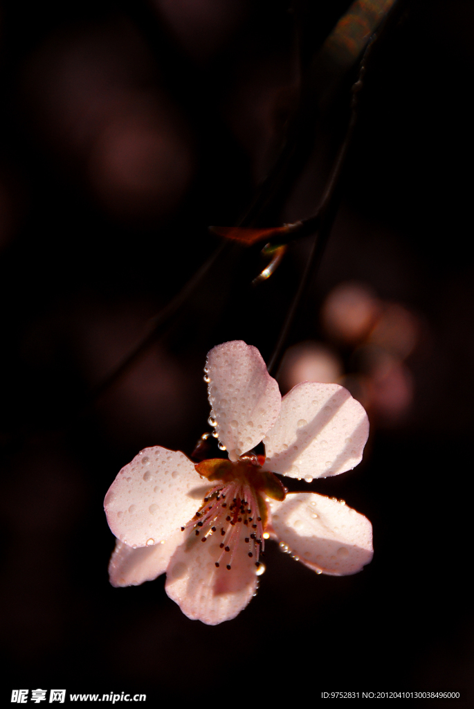 逆光的樱花