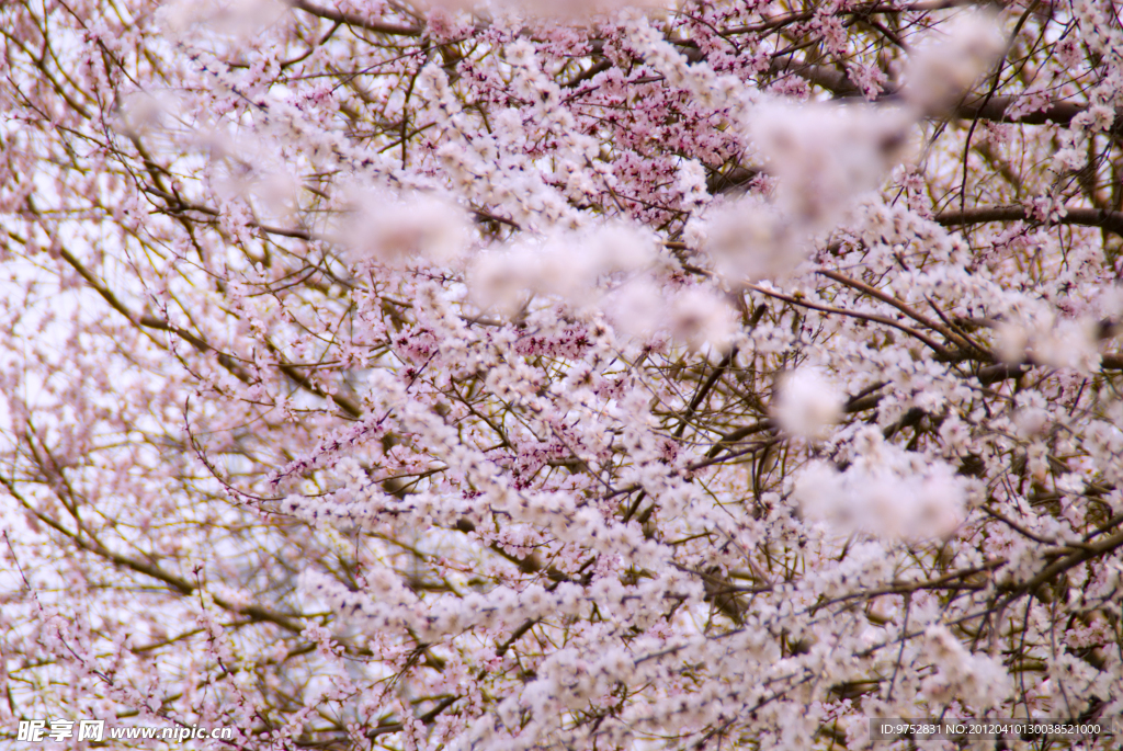 樱花漫天