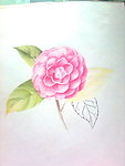 手绘茶花
