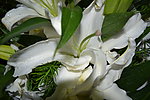 百合花