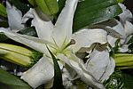 白色百合花