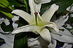 白色百合花