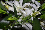 白色百合花
