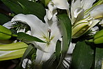 白色百合花