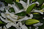 白色百合花