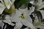 白色百合花