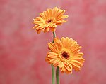 非洲菊