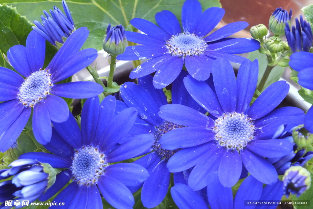 蓝色瓜叶菊