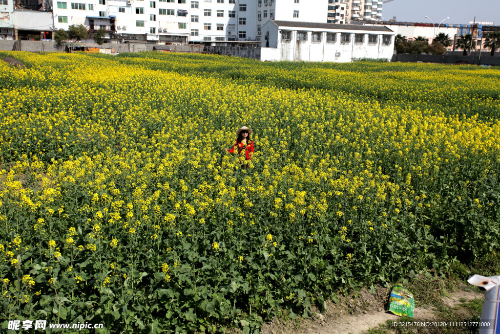 油菜花