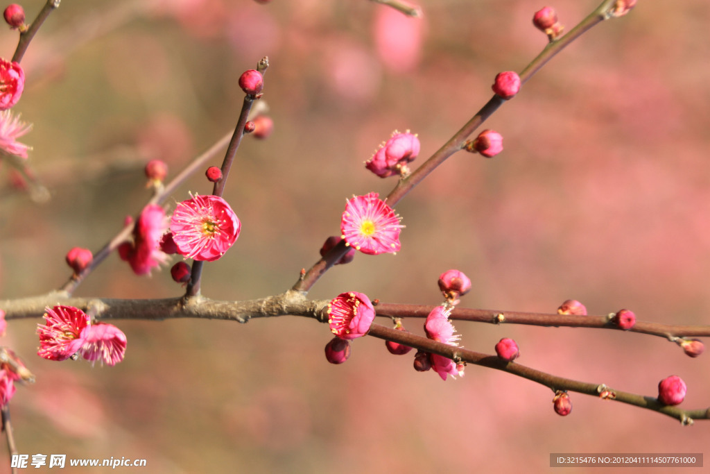 梅花