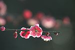 鲜花