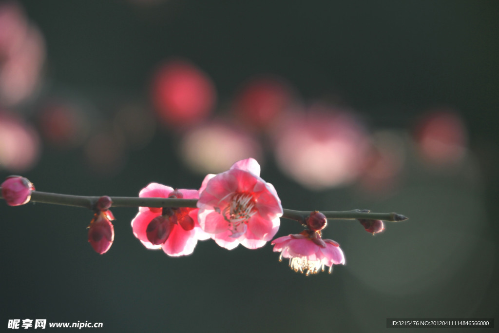 鲜花