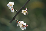 鲜花