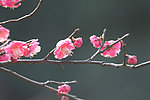 鲜花