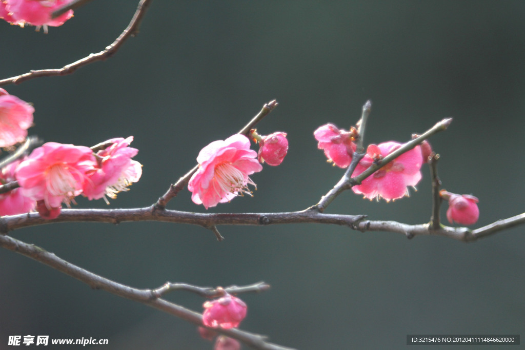 鲜花