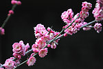 鲜花