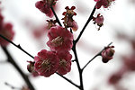 鲜花