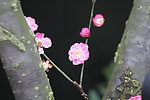 红色的花