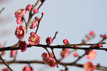 鲜花