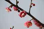 鲜花