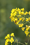 油菜花