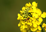 油菜花