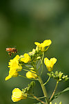 油菜花
