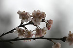 桃花（非高清）