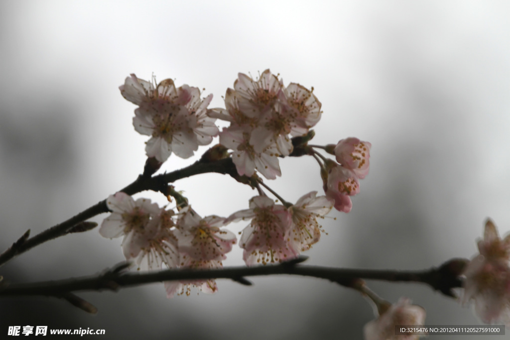 桃花（非高清）